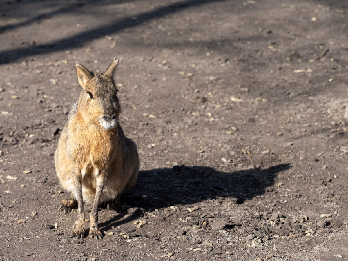 ELAD SZIGETHALMI H ZAK visual data 6